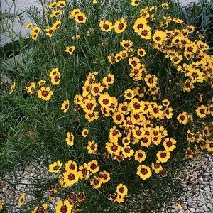 Meet your Posher, maya